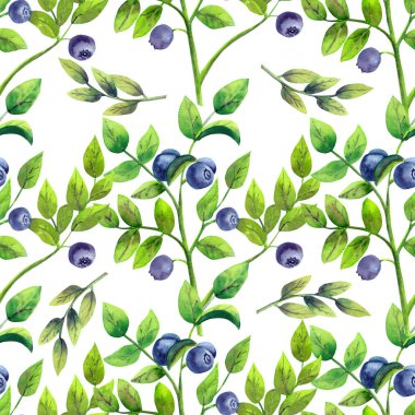 Beyaz izole edilmiş arka planda olgun yaban mersini desenleri. Suluboya çizimi.