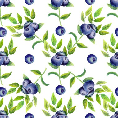 Beyaz izole edilmiş arka planda olgun yaban mersini desenleri. Suluboya çizimi.