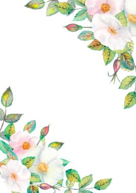 Flowers of white rose hips, red fruits, green leaves, composition in a frame. Vector illustration