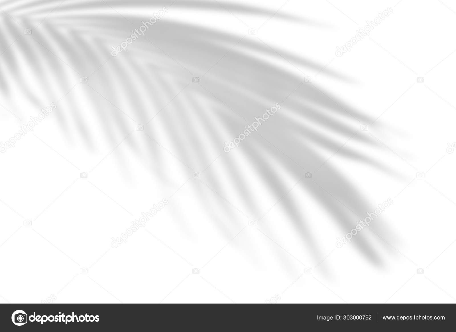 Download The Shadow Of Tropical Leaves On The White Wall Palm Leaves Black And White Image To Overlay Photos Or Layout Stock Photo Image By C Natika26042002 Gmail Com 303000792