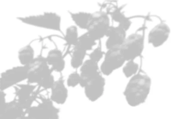 A sombra da planta na parede branca. Fundo de verão preto e branco para sobreposição de fotos ou mockup — Fotografia de Stock