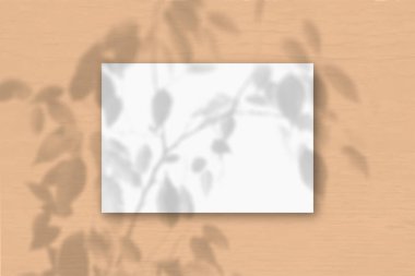 Şeftali rengi duvar zemininde beyaz desenli yatay bir A4 yaprağı. Bitkilerin gölgeleriyle örtüşüyor. Doğal ışık, egzotik bir bitkinin gölgesini oluşturur. Düz yerde, üst tarafta. Yatay