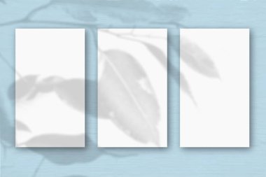 Yumuşak mavi masa arkaplanına dokunmuş 3 dikey beyaz sayfa. Bitki gölgeleriyle kaplanmış bir model. Doğal ışık, egzotik bir bitkinin gölgesini oluşturur. Yatay yönelim.