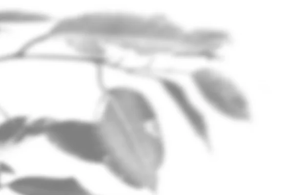 여름 식물의 그림자 배경. 하얀 벽에 있는 이국적 인 식물의 그림자. 사진이나 흉내를 엄청나게 내는 것때문에 흑백 사진 — 스톡 사진