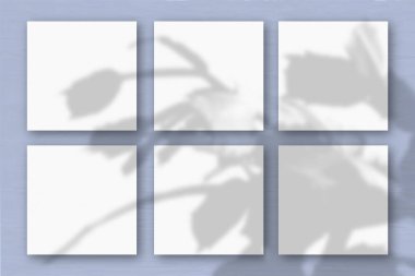 Mavi duvar zemininde 6 kare beyaz desenli kağıt. Bitkilerin gölgeleriyle örtüşüyor. Doğal ışık bir elmacık kemiği kaktüsünden gölgeler bırakır. Düz yerde, üst tarafta. Yatay yönelim