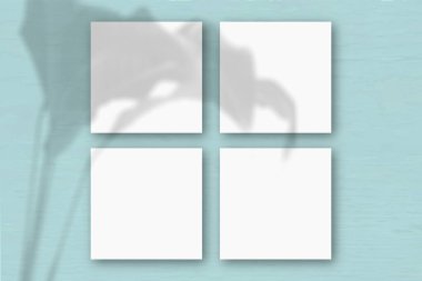 Mavi duvar zemininde 4 kare beyaz desenli kağıt. Bitkilerin gölgeleriyle örtüşüyor. Doğal ışık, egzotik bir bitkinin gölgesini oluşturur. Düz yerde, üst tarafta. Yatay yönelim