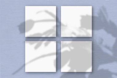 Mavi duvar zemininde 4 kare beyaz desenli kağıt. Bitkilerin gölgeleriyle örtüşüyor. Doğal ışık bir elmacık kemiği kaktüsünden gölgeler bırakır. Düz konum, üst görünüm. Yatay konum