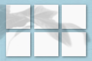 Mavi duvar zemininde 6 kare beyaz desenli kağıt. Bitkilerin gölgeleriyle örtüşüyor. Doğal ışık, egzotik bir bitkinin gölgelerini oluşturur. Düz yerde, üst tarafta. Yatay yönelim