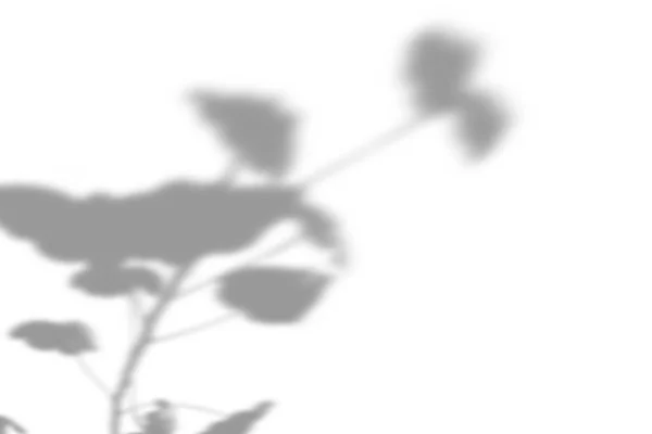 夏季植物阴影背景 幸福之花的阴影笼罩着白墙 天琴座的白色和黑色照片或模型 — 图库照片
