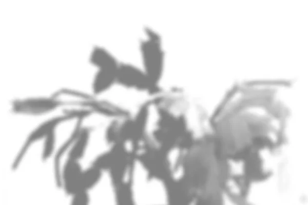 Nyári Növény Árnyék Háttér Árnyéka Virág Zygocactus Fehér Falon Fehér — Stock Fotó