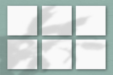 Yeşil duvar arka planında 6 kare beyaz desenli kağıt. Bitkilerin gölgeleriyle örtüşüyor. Doğal ışık, egzotik bir bitkinin gölgelerini oluşturur.