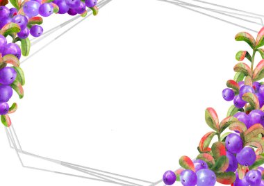 Beyaz arka planda olgun irgi çilekleri olan yatay çerçeve. Grafik elementi. Suluboya çizimi