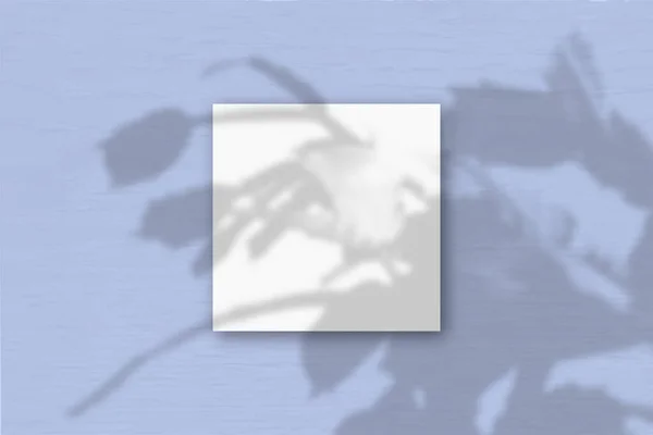 A folha quadrada de papel texturizado branco no fundo da parede azul. Mockup se sobrepõe às sombras das plantas. A luz natural lança sombras de um zygocactus. Deitado plano, vista superior — Fotografia de Stock