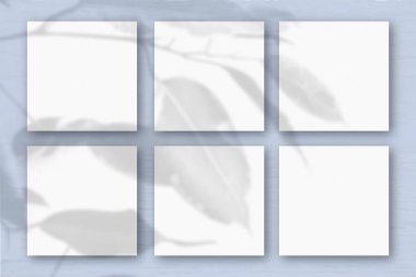 Mavi duvar zemininde 6 kare beyaz desenli kağıt. Bitkilerin gölgeleriyle örtüşüyor. Doğal ışık, egzotik bir bitkinin gölgelerini oluşturur. Düz yerde, üst tarafta. Yatay yönelim