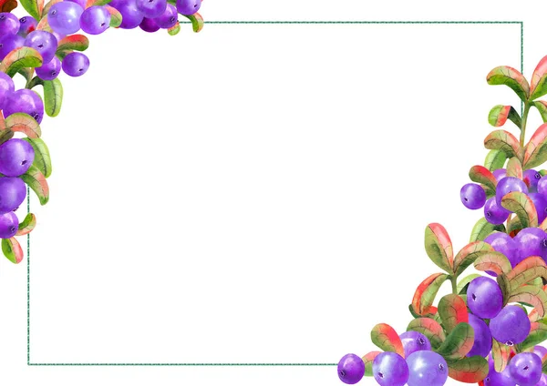 Horizontal Frame Ripe Irgi Berries White Background Graphic Element Watercolor — Stock Photo, Image