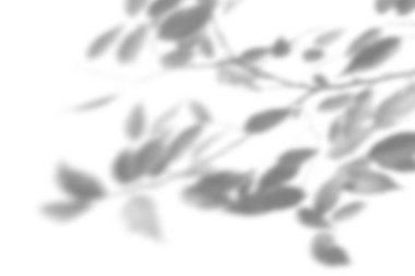 Yaz bitkisi arka planı. Beyaz bir duvarda egzotik bir bitkinin gölgesi. Fotoğraf ya da maketi üst üste koymak için siyah ya da beyaz.