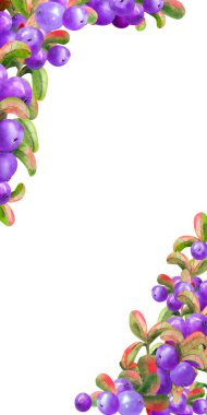 Beyaz arka planda olgun irgi çilekleri olan dikey çerçeve. Grafik elementi. Suluboya çizimi.