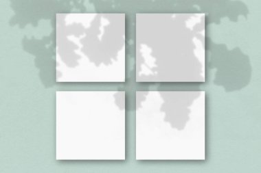 Mavi duvar zemininde 4 kare beyaz desenli kağıt. Bitkilerin gölgeleriyle örtüşüyor. Doğal ışık, meşe yapraklarından gölgeler saçar. Dümdüz uzanır, üst manzara. Yatay yönelim