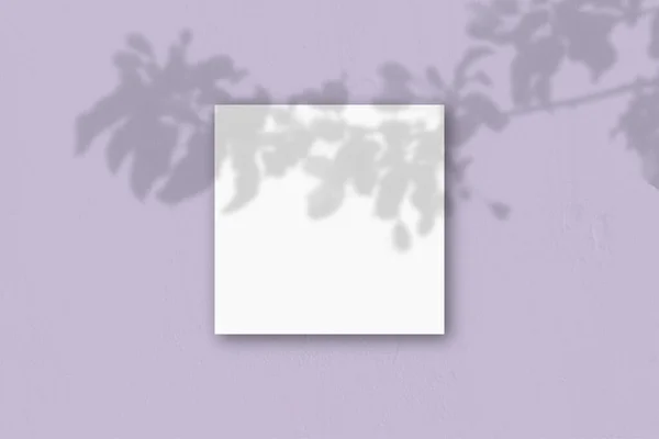 Το τετράγωνο φύλλο από λευκό ανάγλυφο χαρτί στο φόντο του λιλά τοίχου. Mockup επικαλύπτονται με τις σκιές των φυτών. Φυσικό φως ρίχνει σκιές από ένα εξωτικό φυτό.. Flat lay, top view — Φωτογραφία Αρχείου