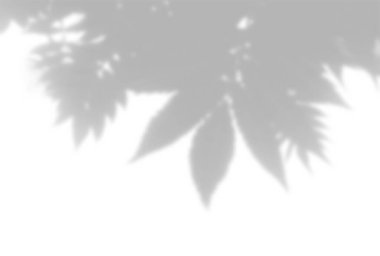 Bitkilerin gölgelerinin yaz arkaplanı. Beyaz bir duvardaki Rowan dalının gölgesi. Fotoğraf ya da maketi üst üste koymak için siyah ya da beyaz.