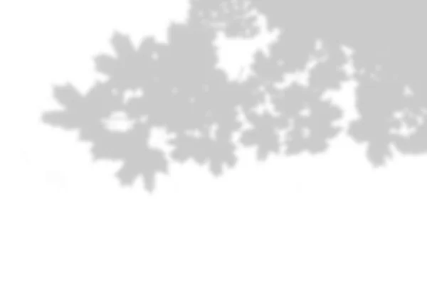 Skugga av en lönn gren på en vit bakgrund. Vit och svart för att lägga över ett foto eller mockup — Stockfoto