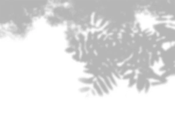 Zomer achtergrond van plantenschaduwen. Schaduw van de bladeren van een Rowan tak op een witte muur. Wit en zwart voor het superponeren van een foto of mockup — Stockfoto