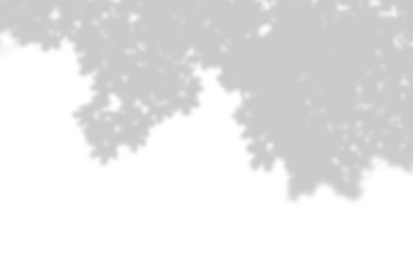 Beyaz arka planda akçaağaç dalının gölgesi. Fotoğraf ya da maketi üst üste koymak için siyah ya da beyaz