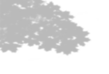 Bitkilerin gölgelerinin yaz arkaplanı. Ağacın gölgesi beyaz bir duvarda. Fotoğraf ya da maketi kaplamak için beyaz ve siyah.