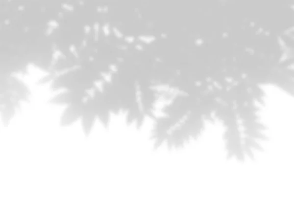 夏天植物阴影的背景 白墙上的罗文树枝叶子的阴影 照片或模型的叠加用的白色和黑色 — 图库照片