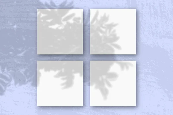Természetes Fény Vet Árnyékok Rowan Négyzet Alakú Fehér Texturált Papír — Stock Fotó