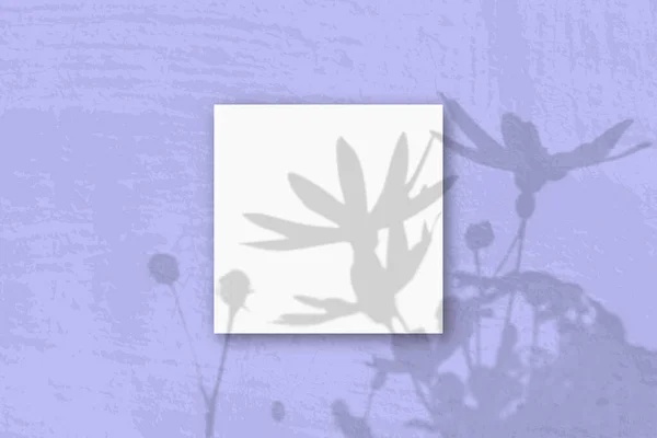 自然光将耶路撒冷洋蓟花中的阴影投射在躺在淡紫色背景上的方片白色纹理纸上 — 图库照片