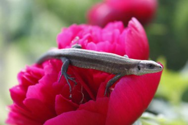 Cesur küçük kertenkele çiçek üzerinde. Kırmızı şakayık. Güneşli bir gün. Gri kertenkele.