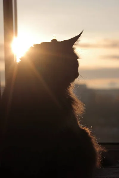 昇る太陽に Maincoon。おはようございます。太陽が昇ったです。毛皮の暖かな光。彫像のように見えます。街背景 — ストック写真