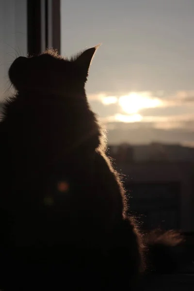 Maincoon en la salida del sol. Buenos días. El sol ha salido. Luz cálida en la piel. Parece una estatua. Fondo de la ciudad — Foto de Stock