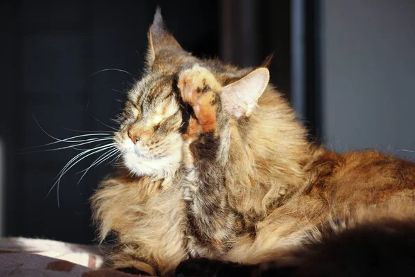 Gato fresco. lava la cara. Clima soleado, gato grande de Maincoon. Gato de colores en el sofá —  Fotos de Stock