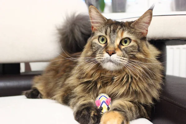 Kedi oyuncak fare ile. Ciddi bakın. İlgi ile göster  