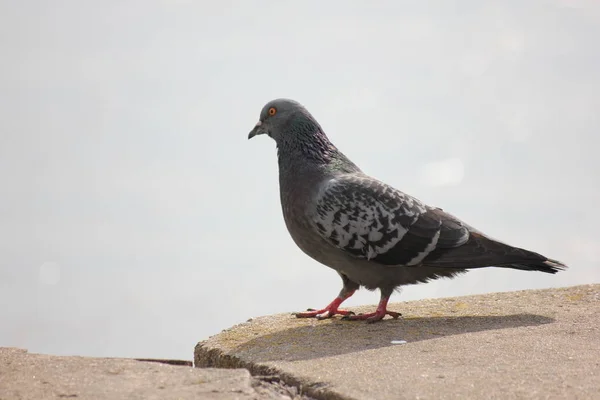 Duif op de steen met schaduw. Grey terug op de grond. Zonnige dag — Stockfoto