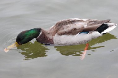 Yüzme ördek suya yeme. Soğuk atumn su
