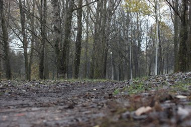 Grey, park şekilde karanlık atumn. Yağmurdan sonra ayak altında düşen yapraklar