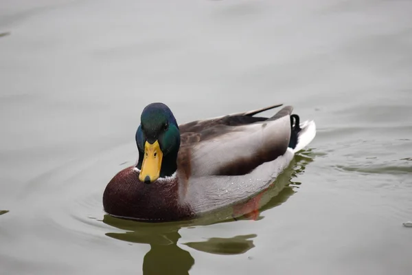 Bunte Enten schwimmen im See. Herbstfarben. — Stockfoto