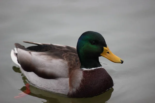 Bunte Enten schwimmen im See. Herbstfarben. — Stockfoto