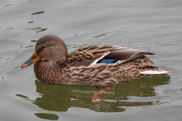 Anatra grigia che nuota nel lago. Colori d'autunno . — Foto Stock