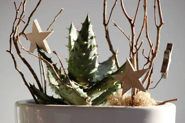 Çiçek Aranjman succulents ve twigs süslemeli gri arka plan üzerinde. Kontrast ışık