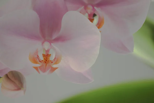 Flores Orquídea Púrpura Con Hojas Verdes Sobre Fondo Gris Contraste —  Fotos de Stock