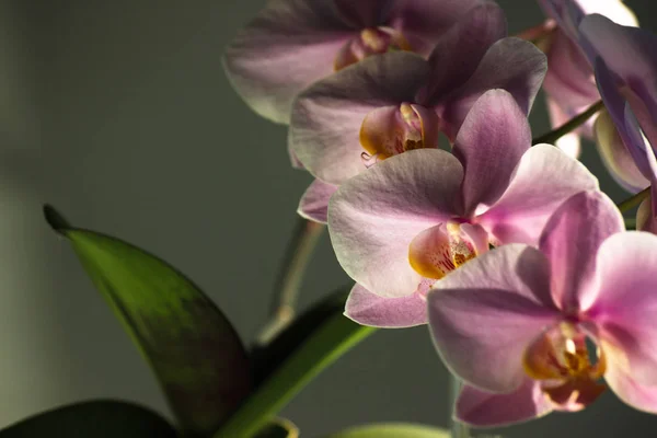 Flores Orquídea Púrpura Con Hojas Verdes Sobre Fondo Gris Contraste —  Fotos de Stock