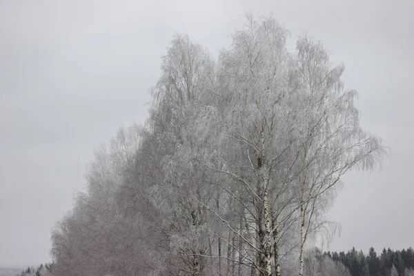 Nyír Frost Úton Fagyasztott Fák Téli Fagyok — Stock Fotó