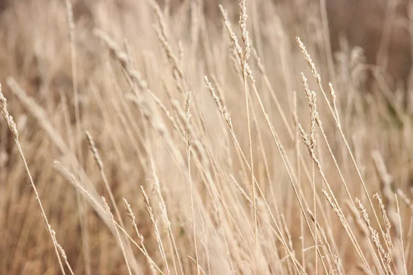 Herbe Avec Gel Hiver Est Venu Façon Inattendue Herbe Sèche — Photo