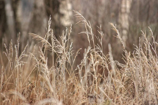 Hierba Con Las Heladas Invierno Llegó Inesperadamente Hierba Seca Cabezal — Foto de Stock