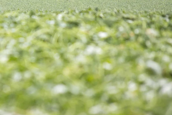 Groen Gras Intreepupil Achtergrond Textuur Die Zon Schijnt — Stockfoto