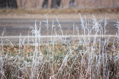 Frost ile çimen. Kış beklenmedik bir şekilde geldi. Kurutulmuş ot. Bunun başlık, arka plan